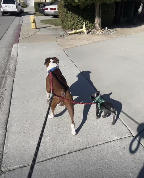 First walk with Yoda’s brother, Ash !